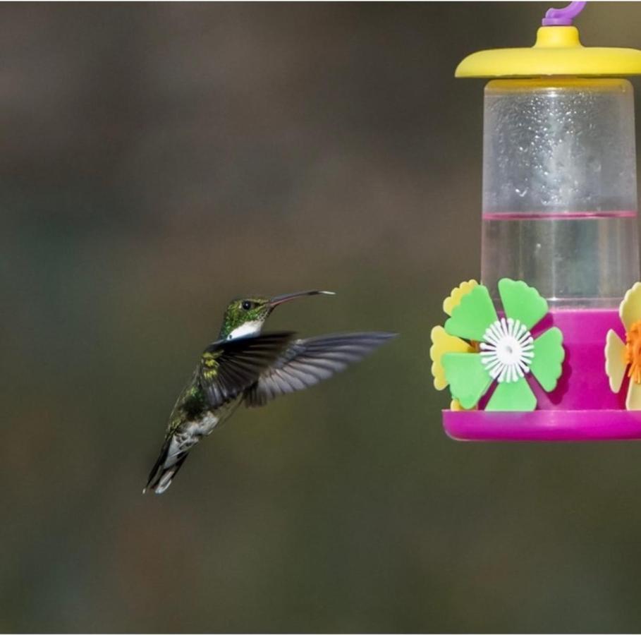 El Colibri Cabanas De La Naturaleza Trelew Buitenkant foto